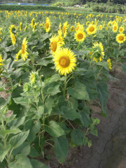 ひまわり